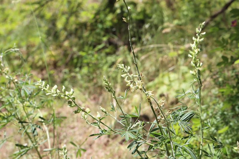 Garfield Lupine photo 7