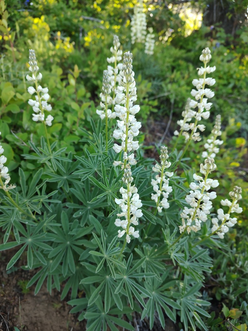 Garfield Lupine photo 8