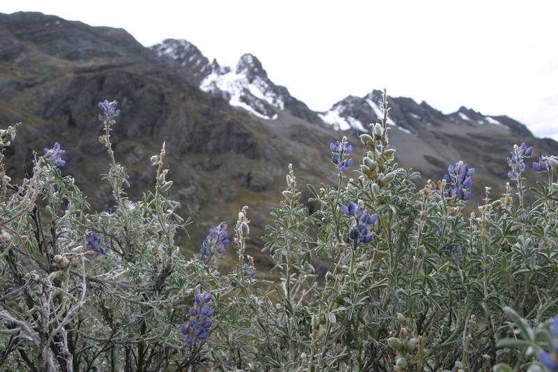 Lupinus gayanus