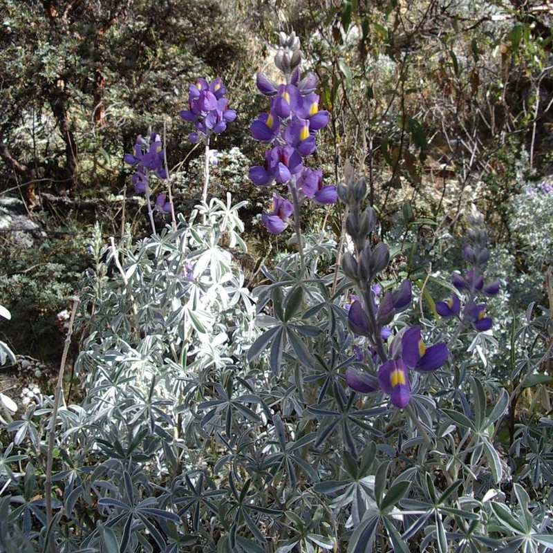 Lupinus gayanus photo 2