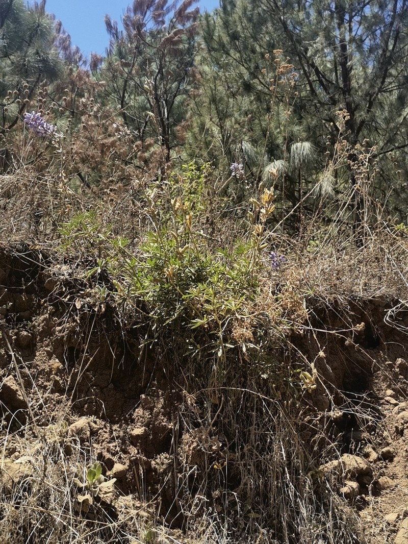 Lupinus gentryanus