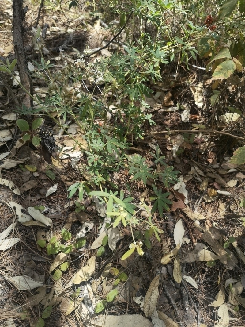 Lupinus gentryanus photo 2