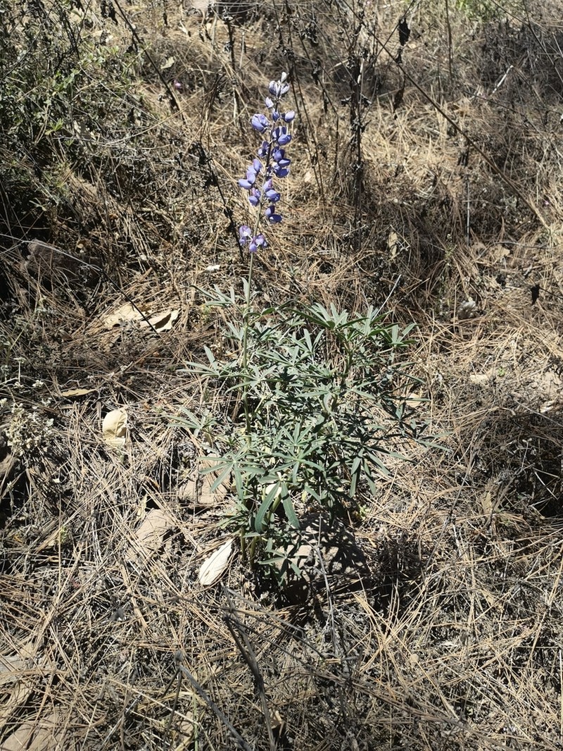 Lupinus gentryanus photo 4