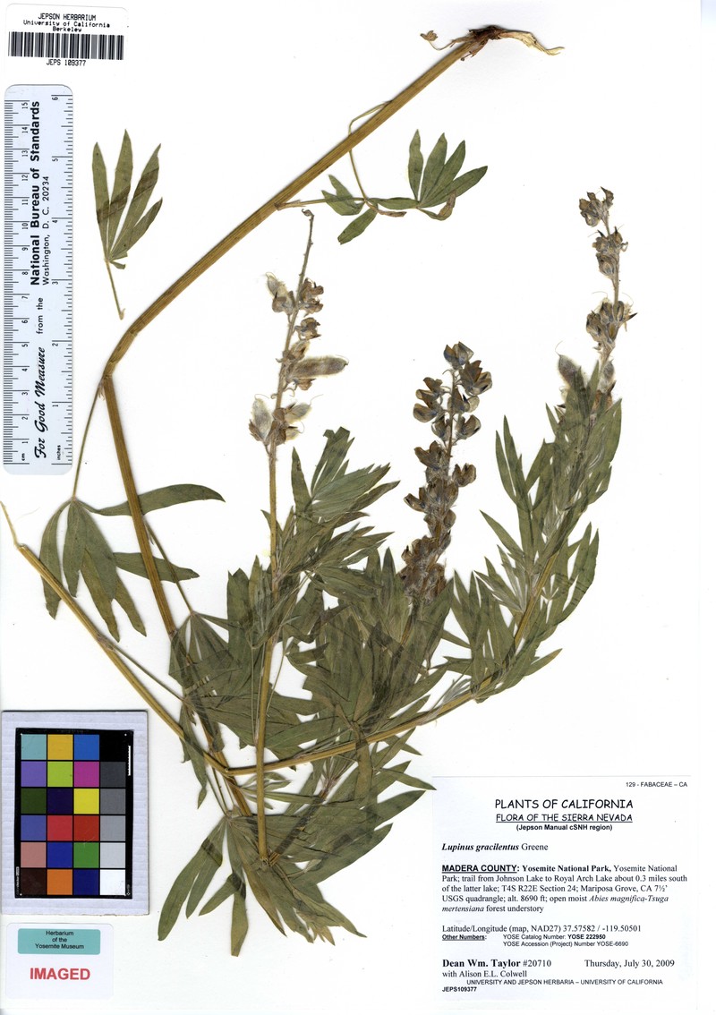 Green Slender Lupine