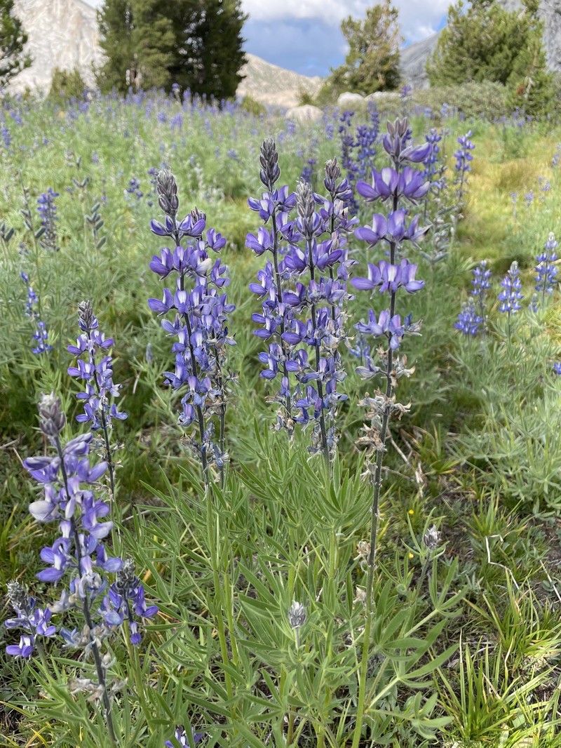 Green Slender Lupine photo 2