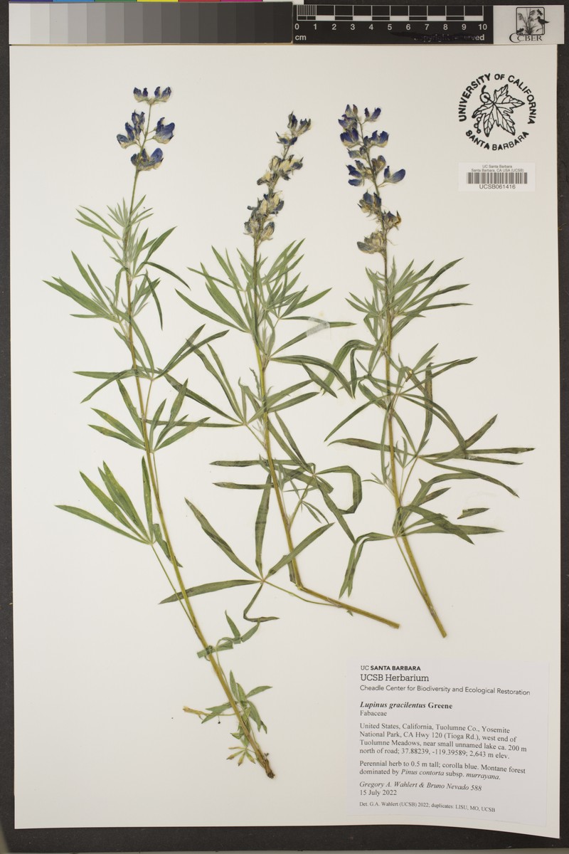 Green Slender Lupine photo 4