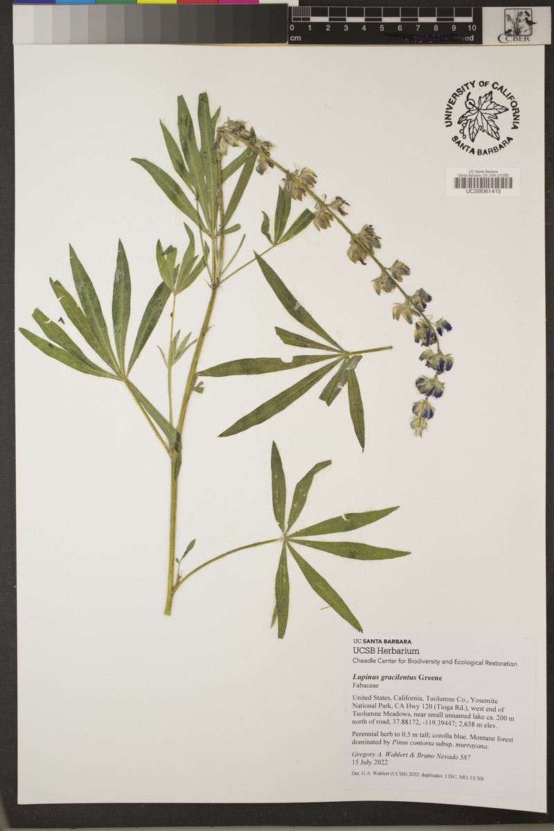 Green Slender Lupine photo 5