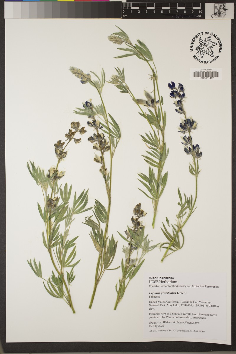 Green Slender Lupine photo 6