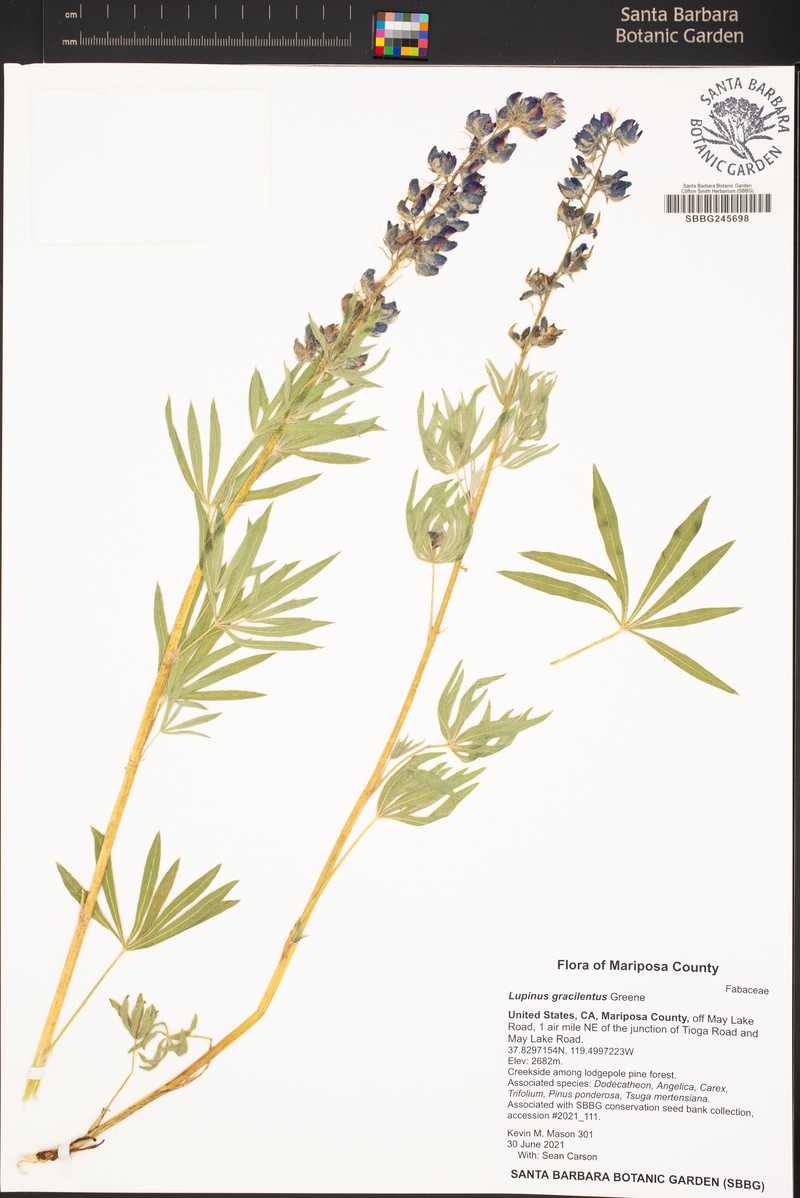 Green Slender Lupine photo 7