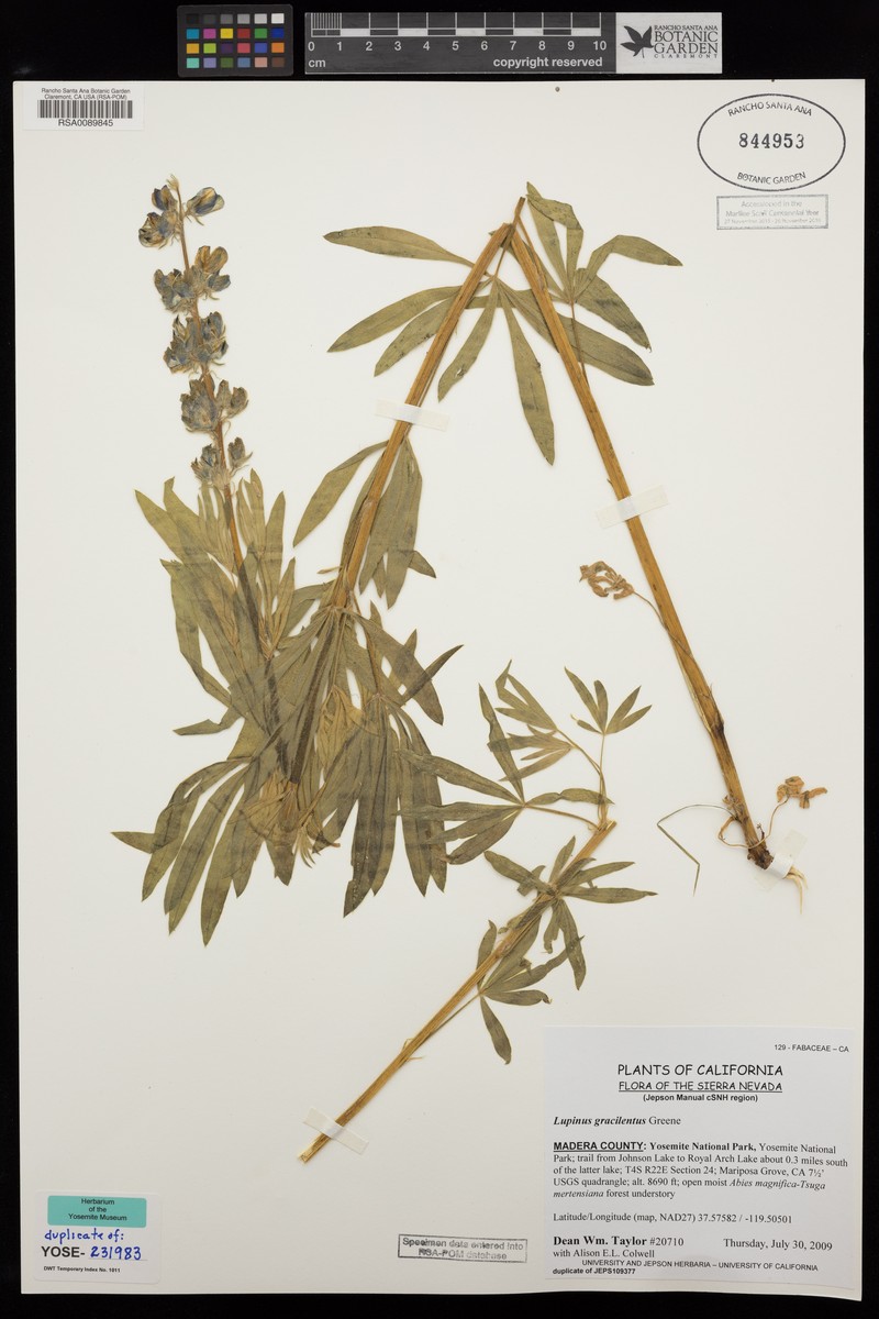 Green Slender Lupine photo 8
