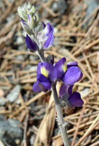 Sierra Lupine