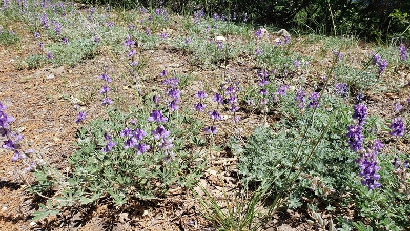 Sierra Lupine photo 2
