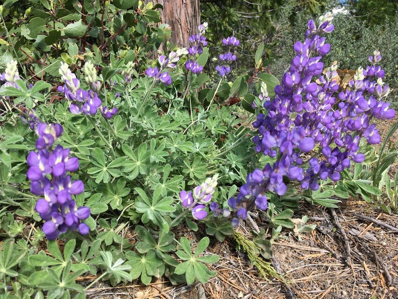 Sierra Lupine photo 3