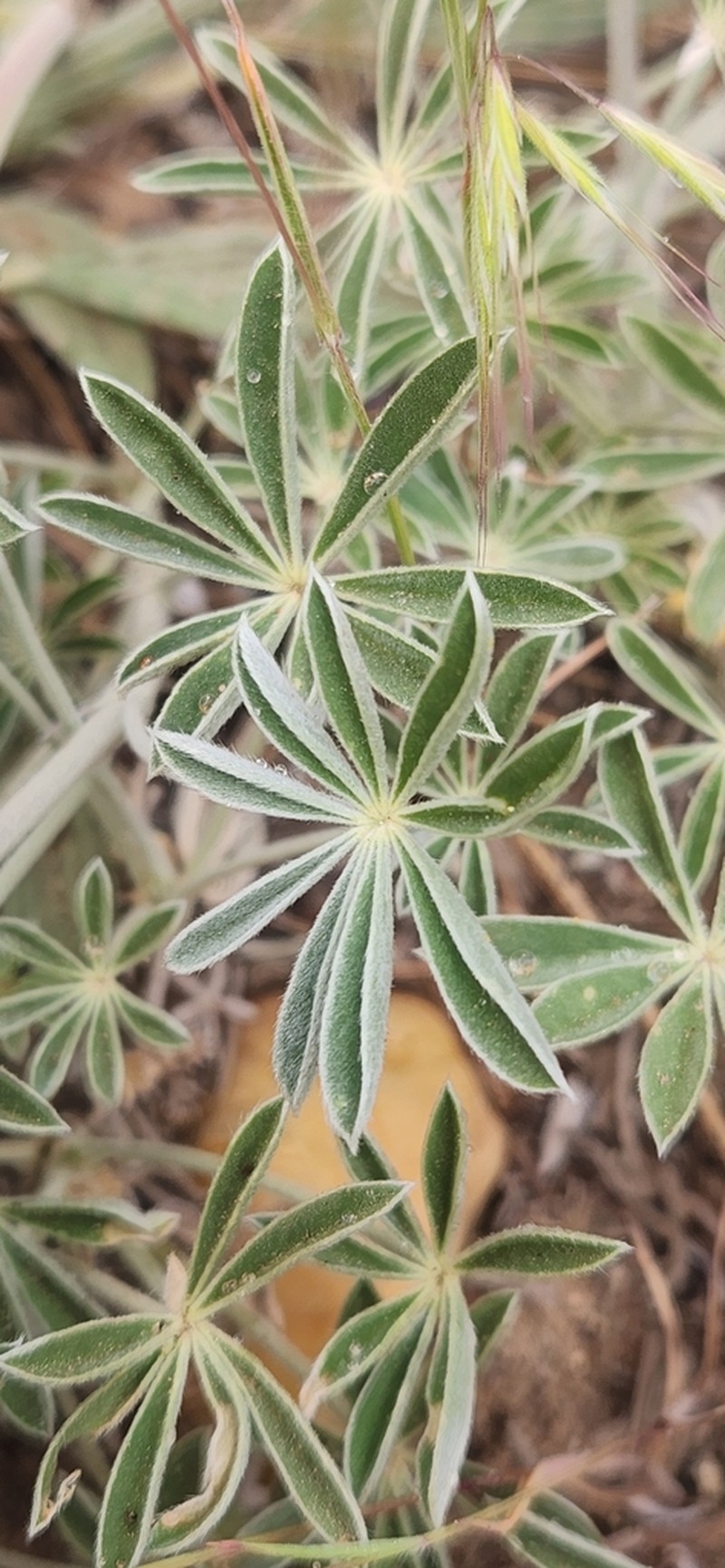 Sierra Lupine photo 4