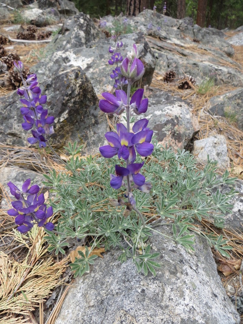 Sierra Lupine photo 5