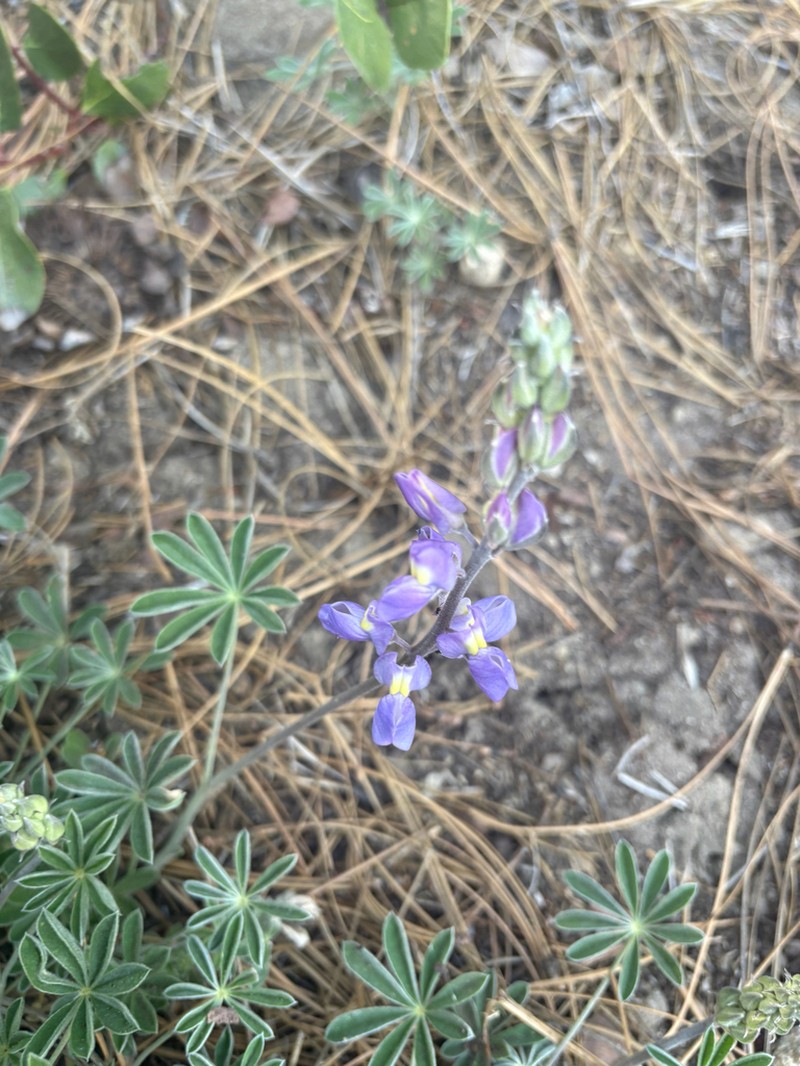 Sierra Lupine photo 6