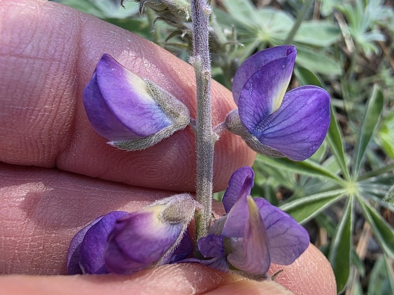 Sierra Lupine photo 7