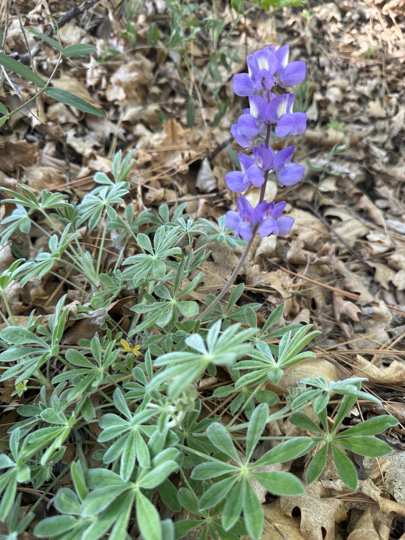Sierra Lupine photo 8
