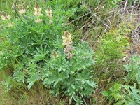 Lupinus gredensis