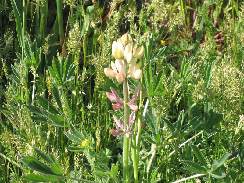 Lupinus gredensis photo 2