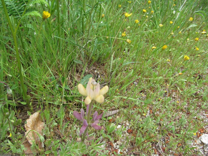 Lupinus gredensis photo 3