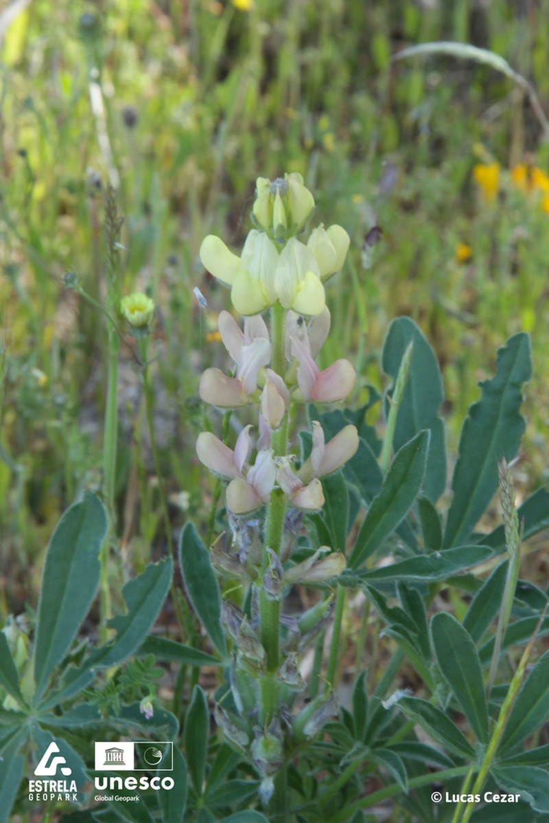 Lupinus gredensis photo 4