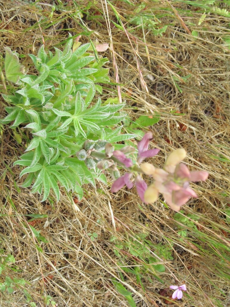 Lupinus gredensis photo 5
