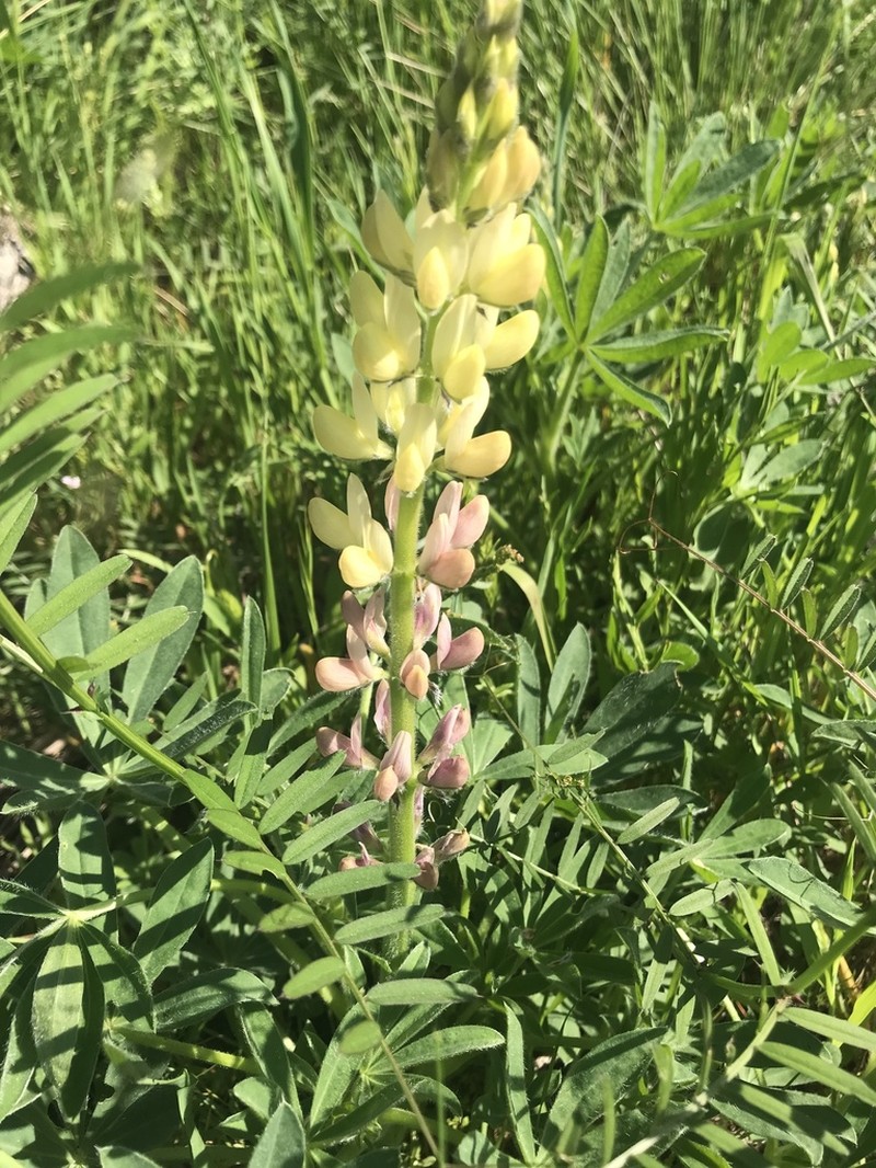Lupinus gredensis photo 6