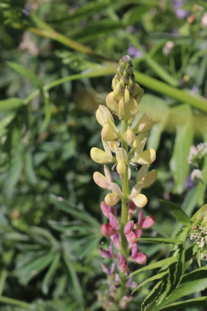 Lupinus gredensis photo 7