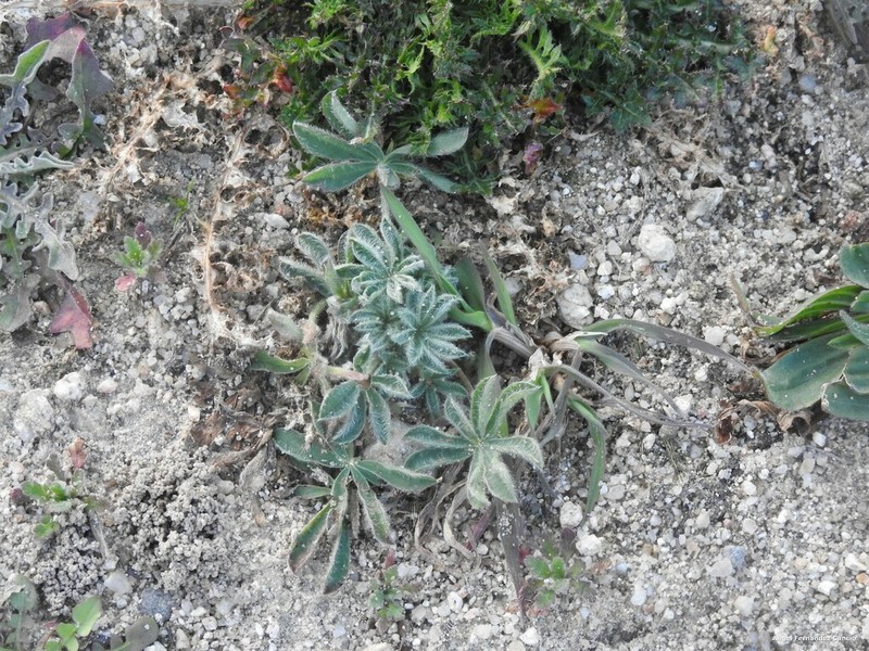 Lupinus gredensis photo 8