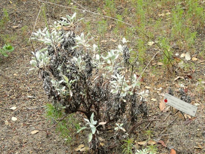 Guadalupe Island Lupine