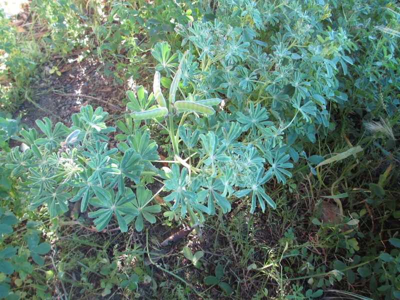 Guadalupe Island Lupine photo 3
