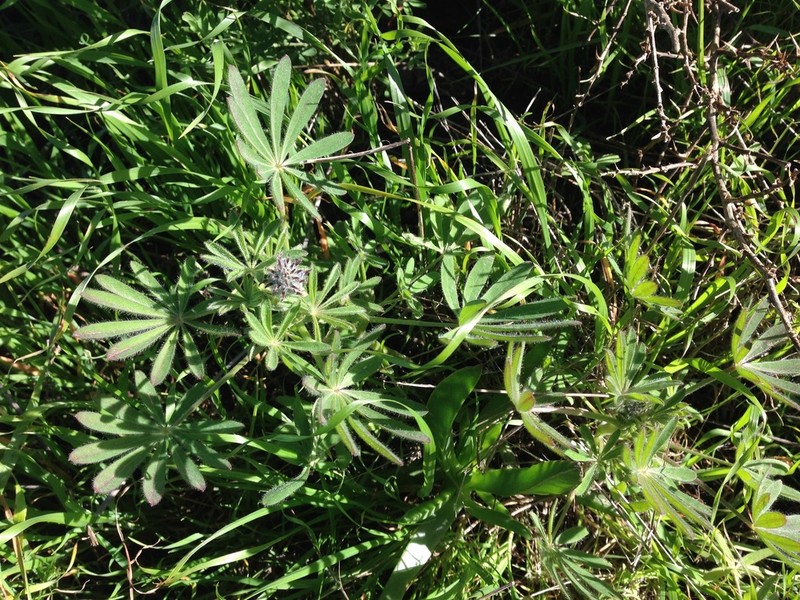 Guadalupe Island Lupine photo 4