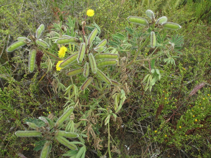 Guadalupe Island Lupine photo 5