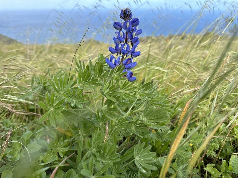 Guadalupe Island Lupine photo 6