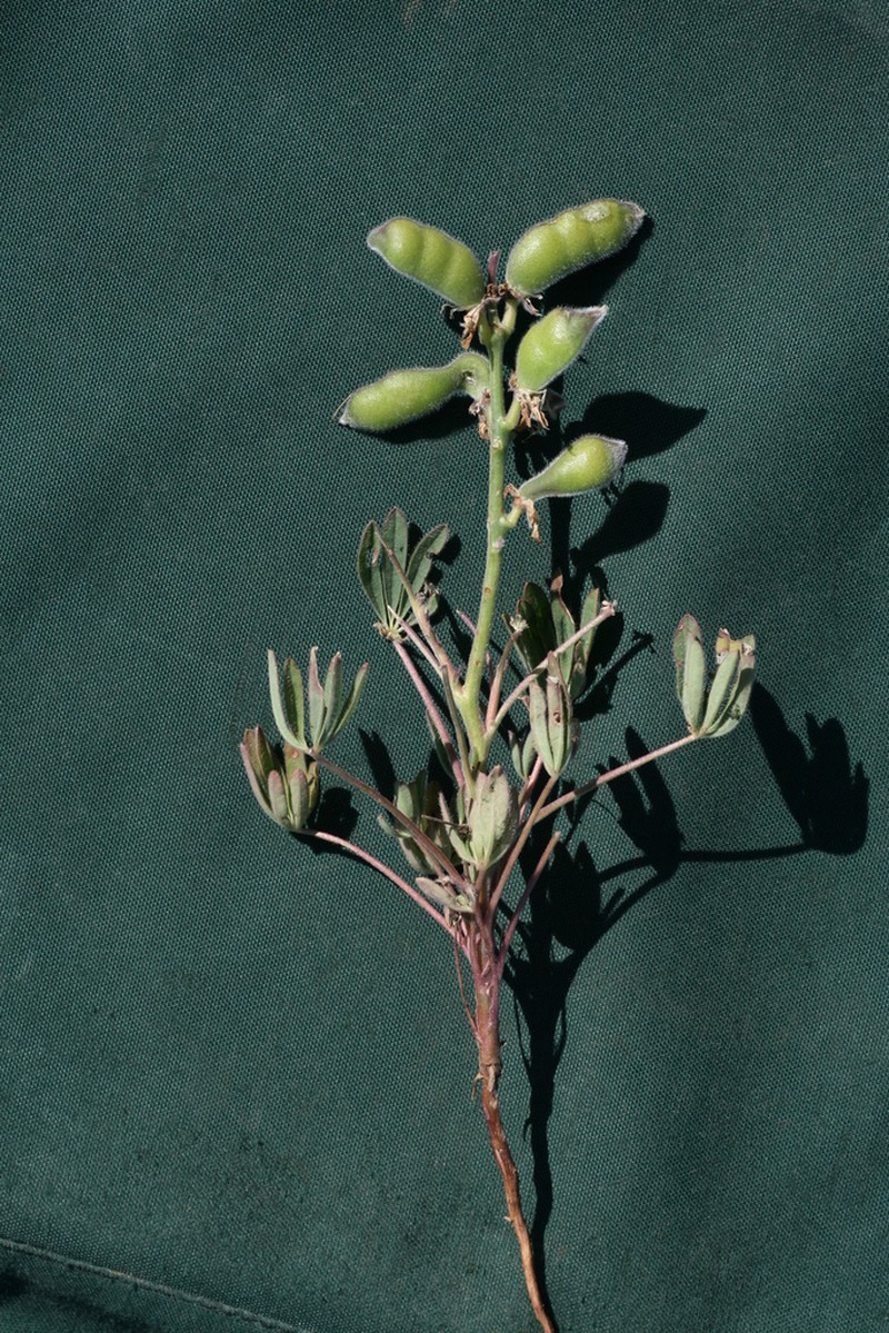 Guadalupe Island Lupine photo 7