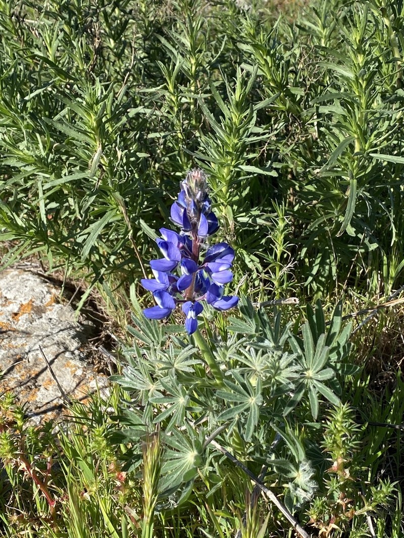 Guadalupe Island Lupine photo 8
