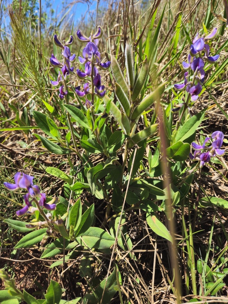 Lupinus guaraniticus