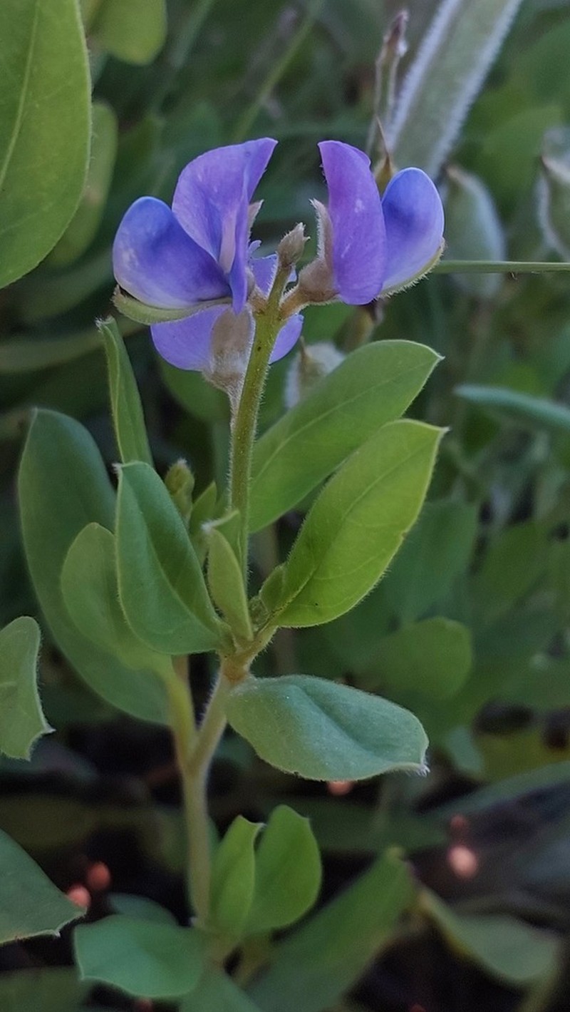 Lupinus guaraniticus photo 2