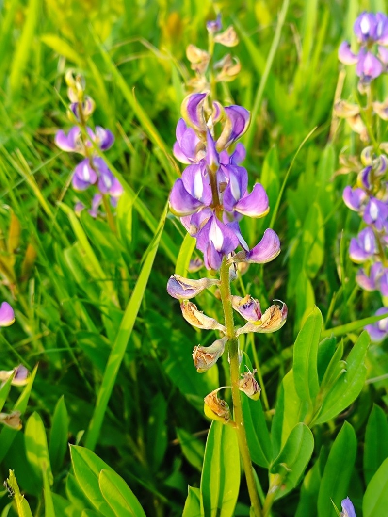 Lupinus guaraniticus photo 3