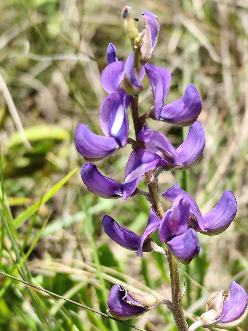 Lupinus guaraniticus photo 4