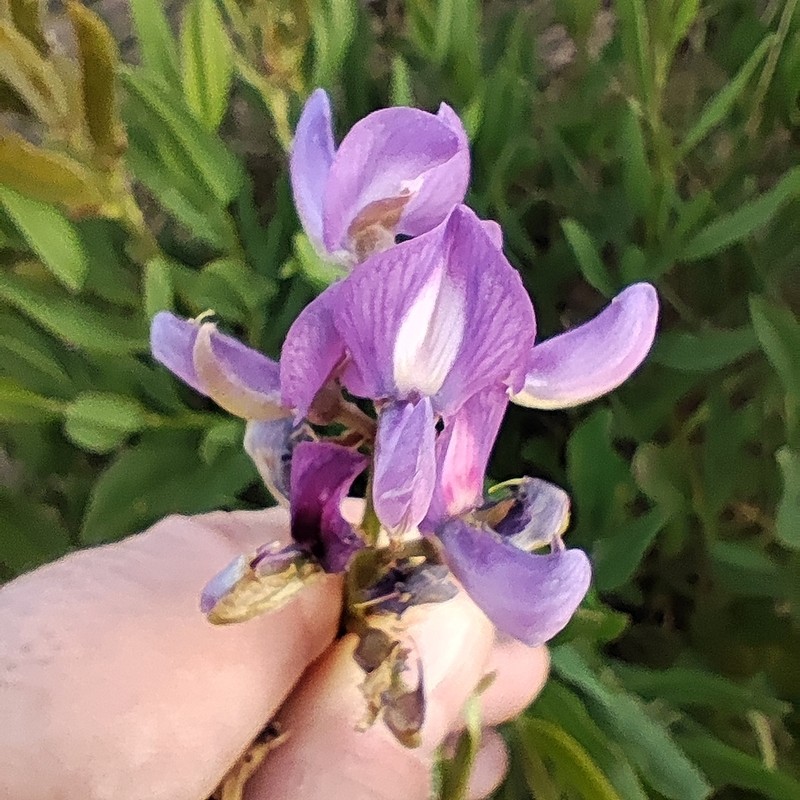 Lupinus guaraniticus photo 5