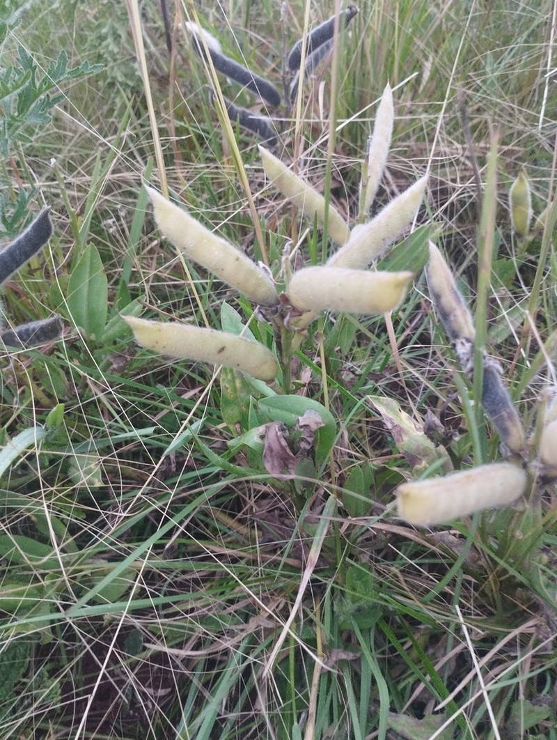 Lupinus guaraniticus photo 6