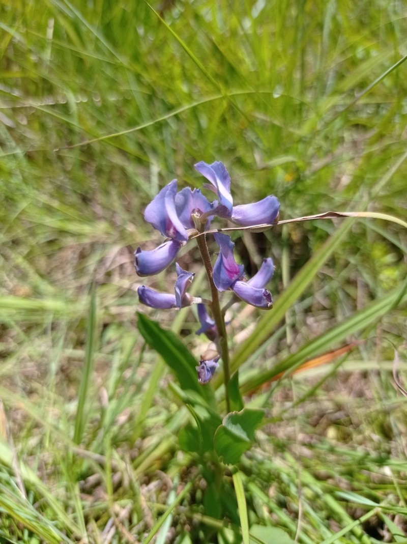 Lupinus guaraniticus photo 7