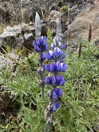 Lupinus guascensis