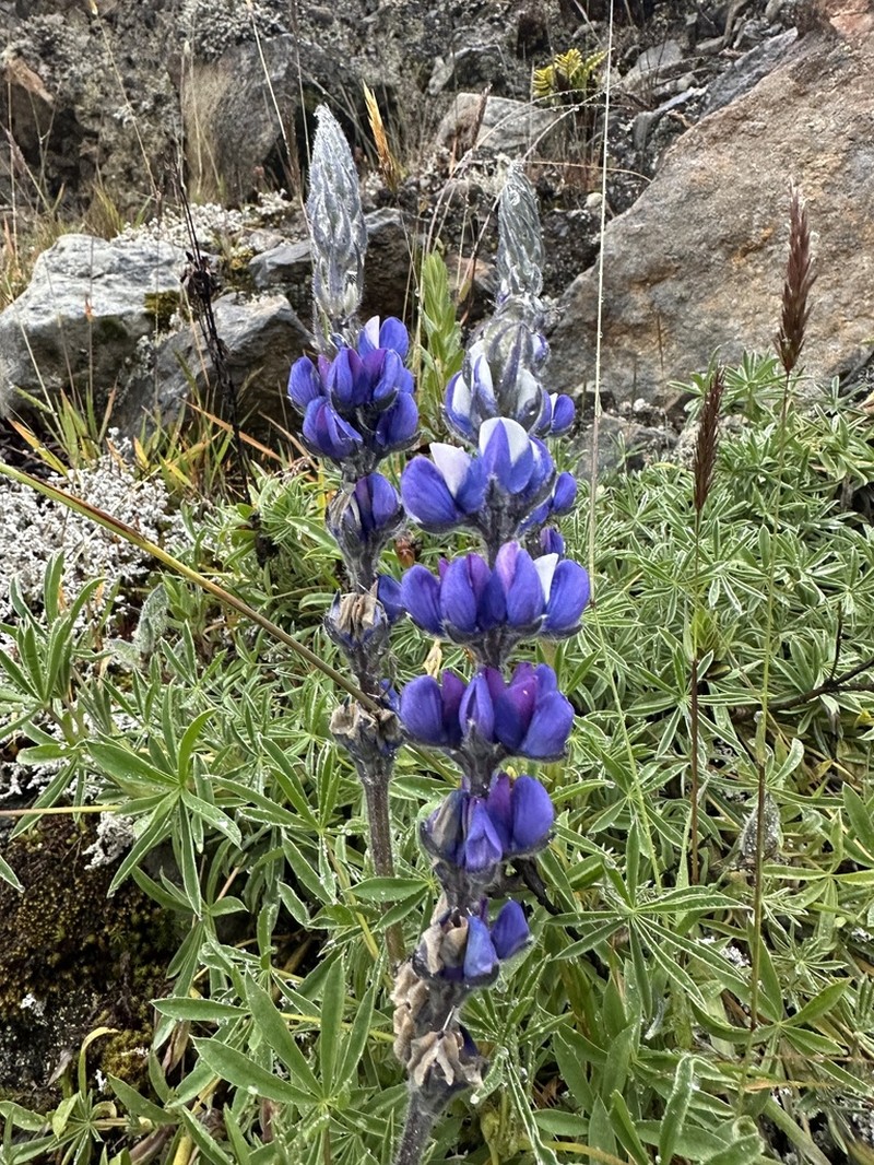 Lupinus guascensis