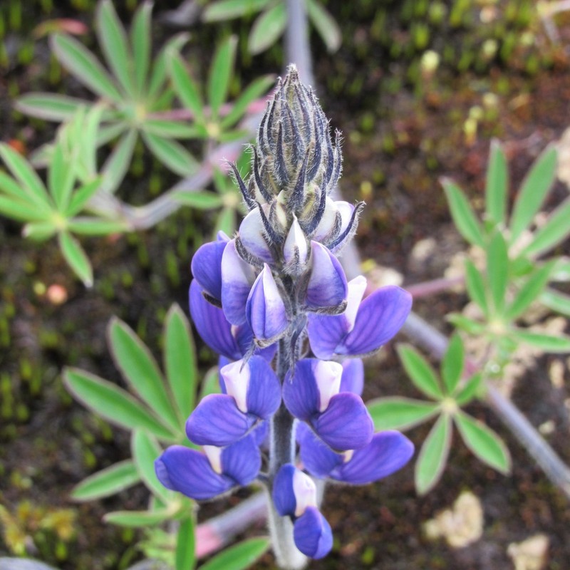 Lupinus guascensis photo 2