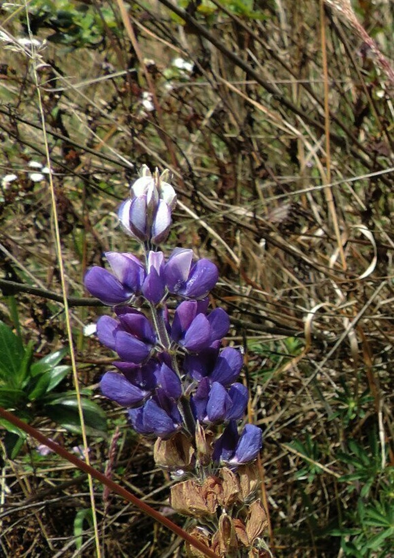 Lupinus guascensis photo 3