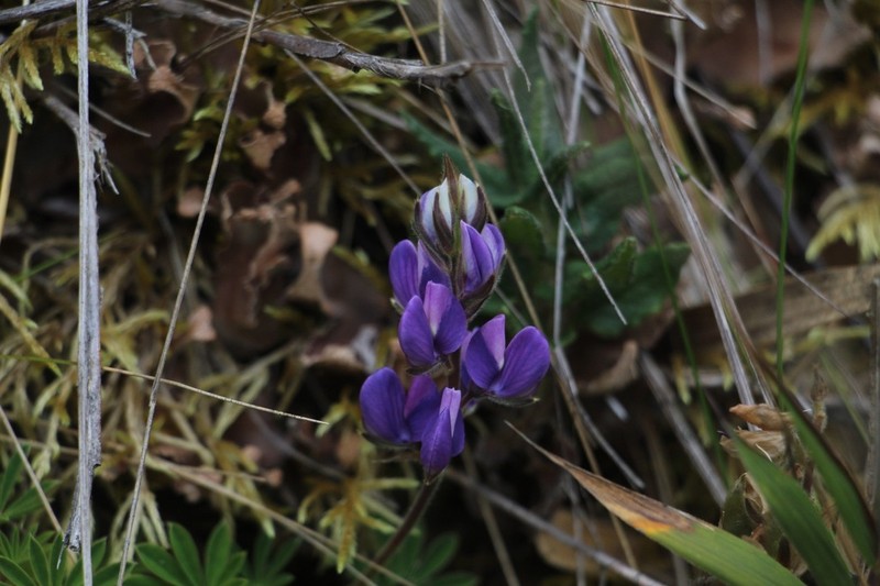 Lupinus guascensis photo 4
