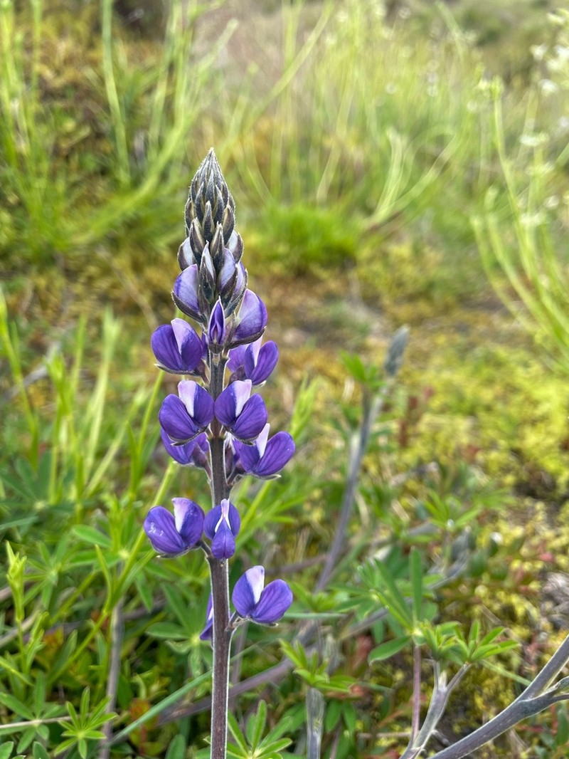 Lupinus guascensis photo 5